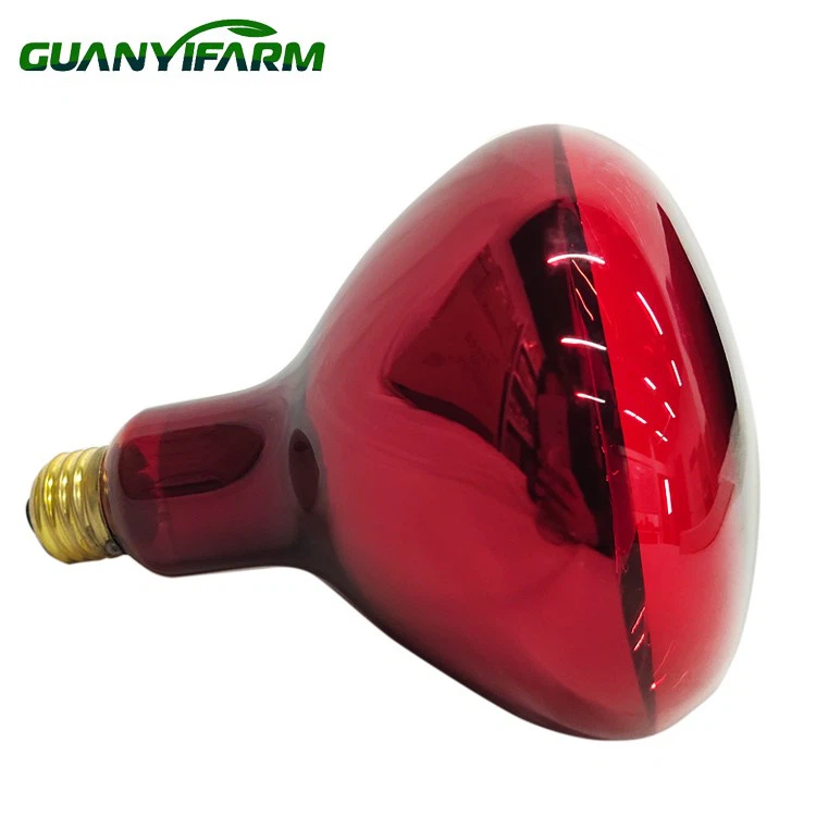 Brooder Bulb For Chicks