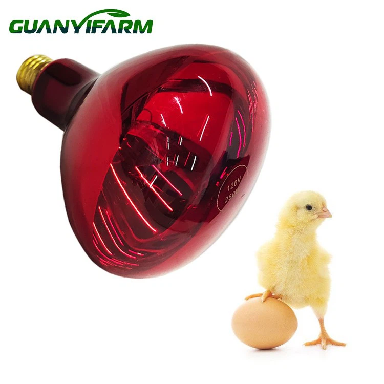 Mentol Brooder Untuk Anak Ayam