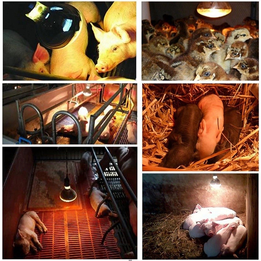 Application of 150w infrared heat lamp bulb Application of 150w infrared heat lamp bulb